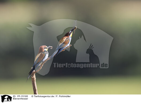 Bienenfresser / bee-eater / FF-15195