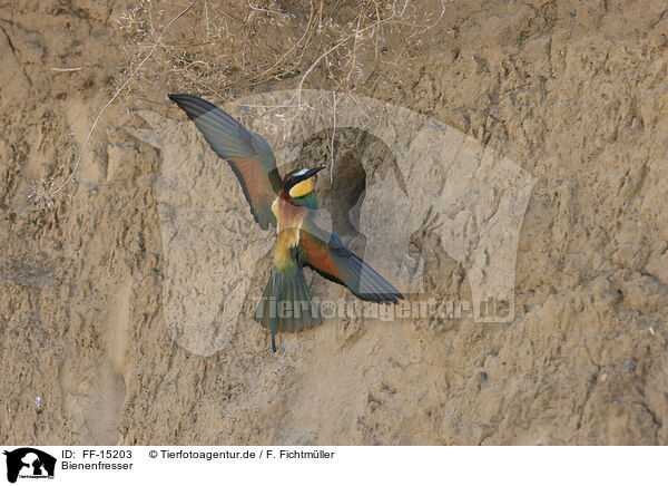 Bienenfresser / bee-eater / FF-15203