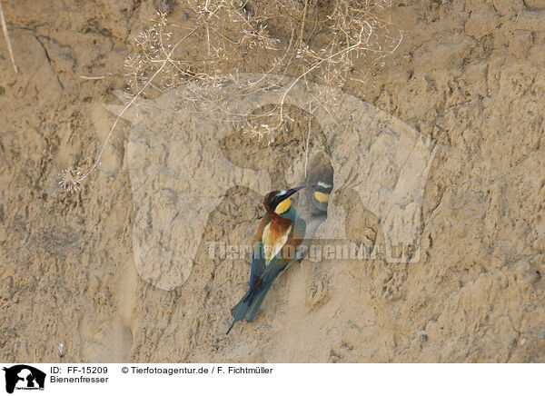 Bienenfresser / bee-eater / FF-15209