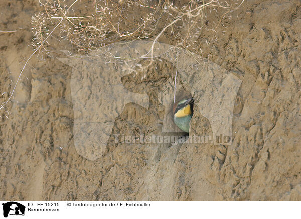 Bienenfresser / bee-eater / FF-15215