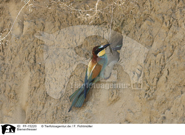 Bienenfresser / bee-eater / FF-15220