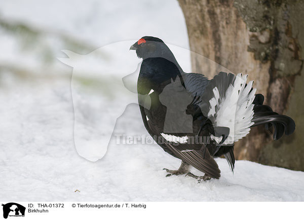 Birkhuhn / black grouse / THA-01372