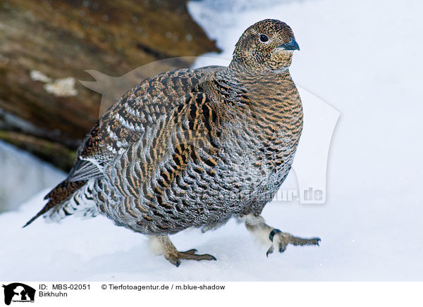 Birkhuhn / black grouse / MBS-02051