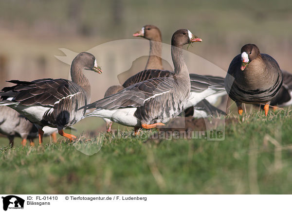 Blssgans / greater white-fronted goose / FL-01410