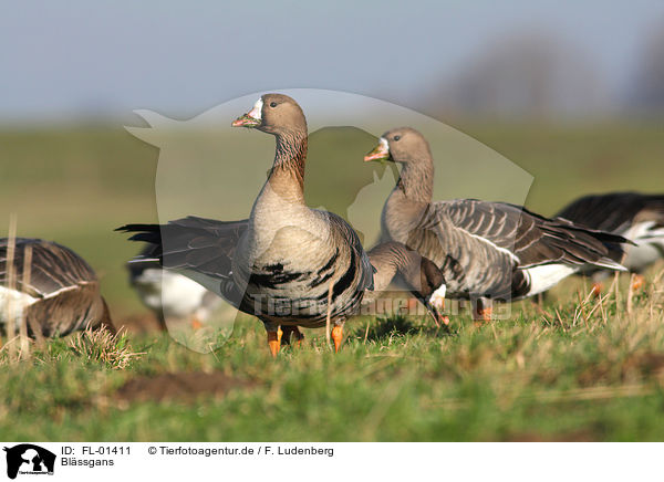 Blssgans / greater white-fronted goose / FL-01411