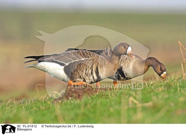 Blssgans / greater white-fronted goose / FL-01412