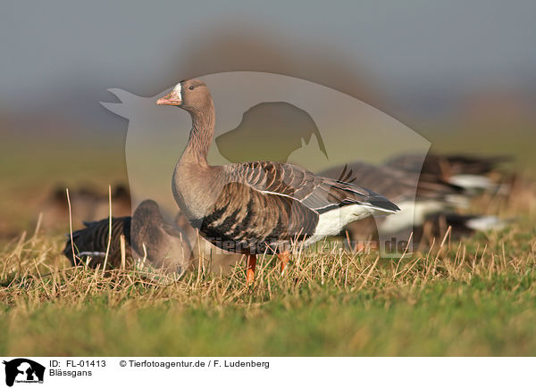 Blssgans / greater white-fronted goose / FL-01413