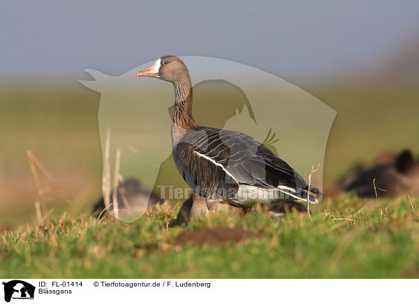 Blssgans / greater white-fronted goose / FL-01414