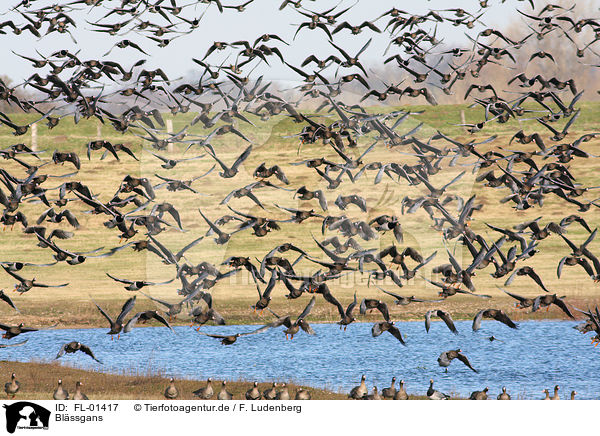 Blssgans / greater white-fronted goose / FL-01417