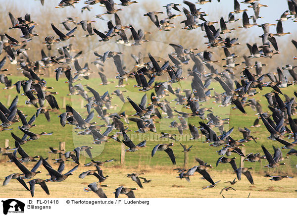Blssgans / greater white-fronted goose / FL-01418