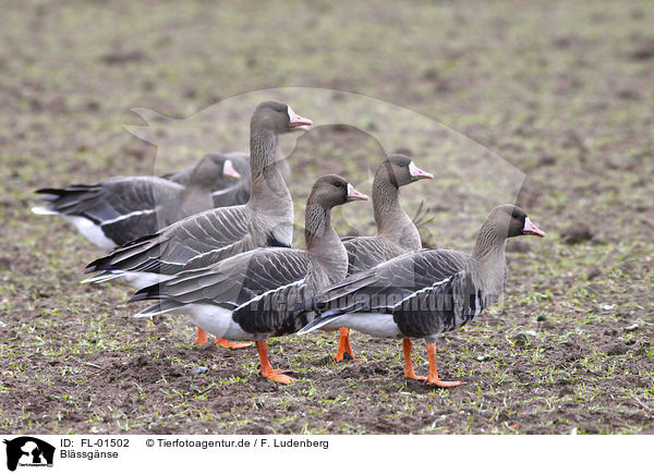 Blssgnse / greater white-fronted geese / FL-01502