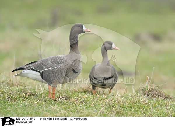 Blssgnse / greater white-fronted geese / DV-01840