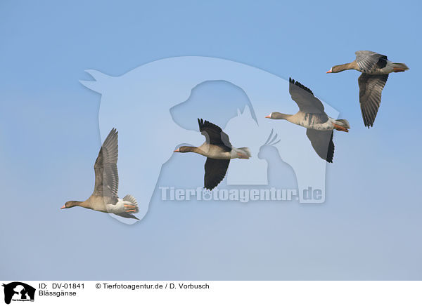 Blssgnse / greater white-fronted geese / DV-01841