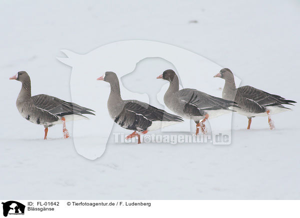 Blssgnse / greater white-fronted geese / FL-01642