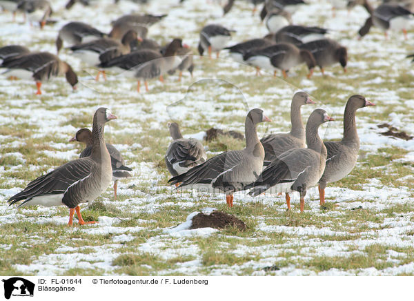 Blssgnse / greater white-fronted geese / FL-01644
