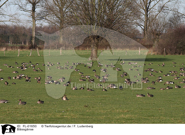 Blssgnse / greater white-fronted geese / FL-01650