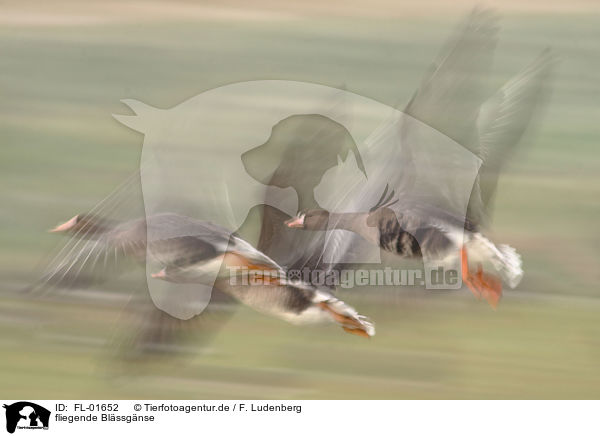 fliegende Blssgnse / flying greater white-fronted geese / FL-01652