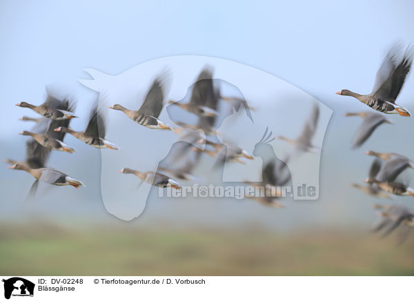 Blssgnse / greater white-fronted geese / DV-02248