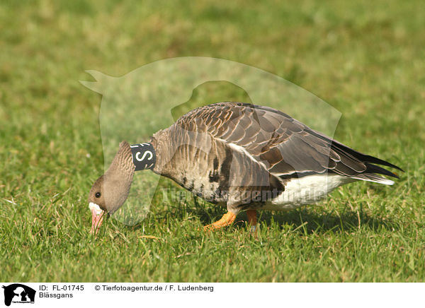 Blssgans / greater white-fronted goose / FL-01745