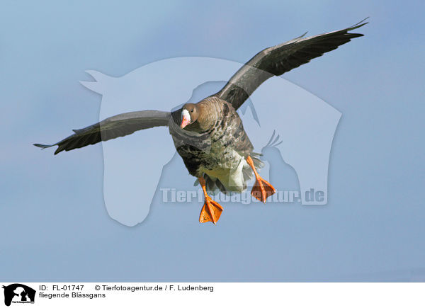 fliegende Blssgans / flying greater white-fronted goose / FL-01747