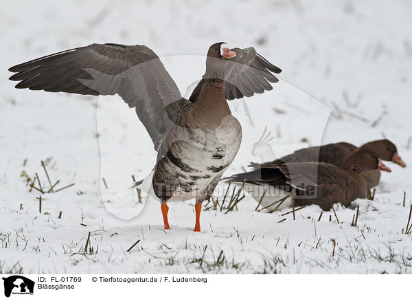 Blssgnse / greater white-fronted geese / FL-01769