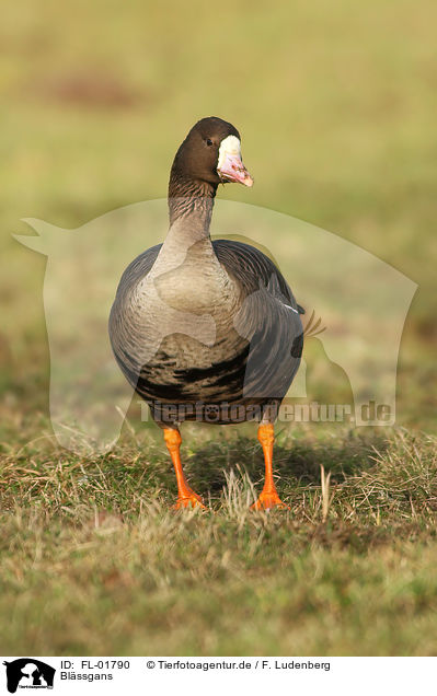 Blssgans / greater white-fronted goose / FL-01790