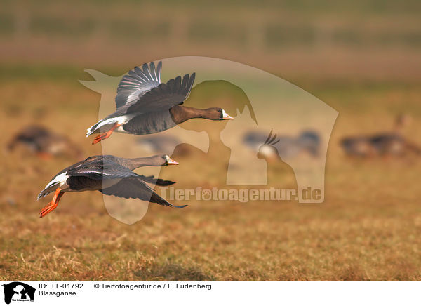 Blssgnse / greater white-fronted geese / FL-01792