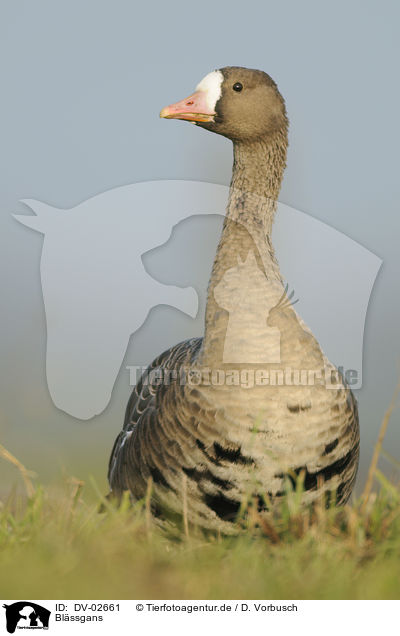 Blssgans / greater white-fronted goose / DV-02661