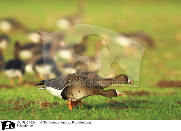 Blssgnse / greater white-fronted geese / FL-01924