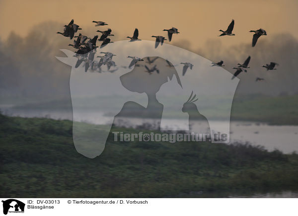 Blssgnse / greater white-fronted geese / DV-03013