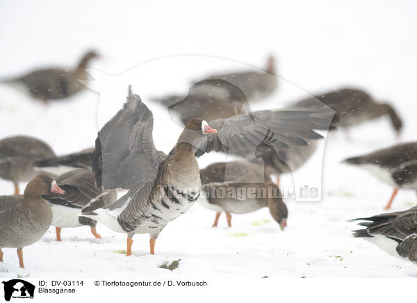 Blssgnse / greater white-fronted geese / DV-03114