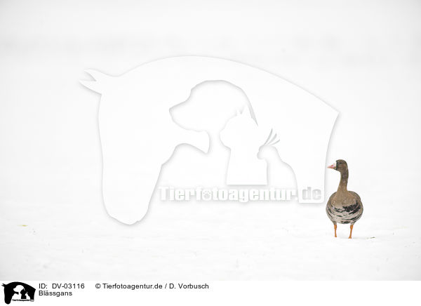 Blssgans / greater white-fronted goose / DV-03116