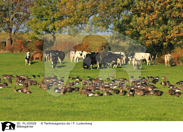 Blssgnse / greater white-fronted geese / FL-02029