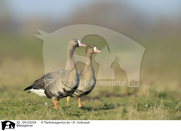 Blssgnse / greater white-fronted geese / DV-03254