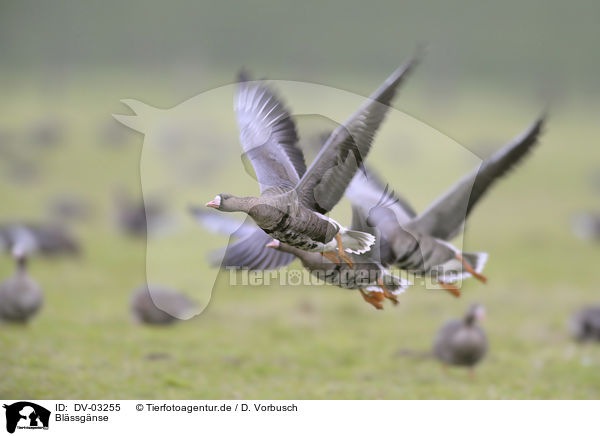 Blssgnse / greater white-fronted geese / DV-03255
