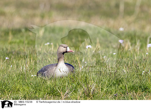 Blssgans / greater white-fronted goose / MBS-15238