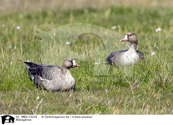 Blssgnse / greater white-fronted geese / MBS-15239