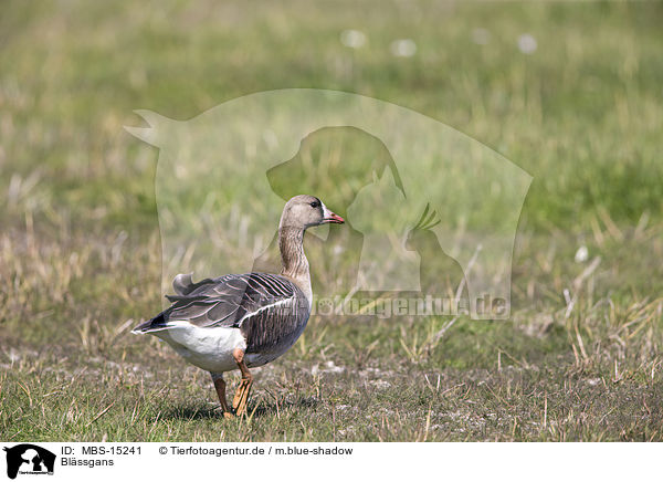 Blssgans / greater white-fronted goose / MBS-15241