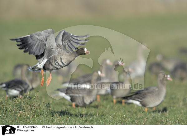 Blssgnse / greater white-fronted geese / DV-03345
