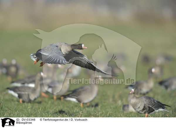 Blssgnse / greater white-fronted geese / DV-03346