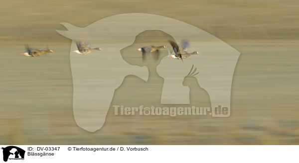 Blssgnse / greater white-fronted geese / DV-03347