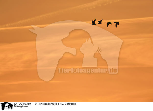 Blssgnse / greater white-fronted geese / DV-03350