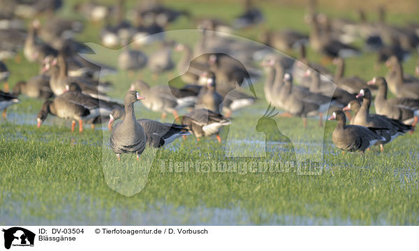 Blssgnse / greater white-fronted geese / DV-03504