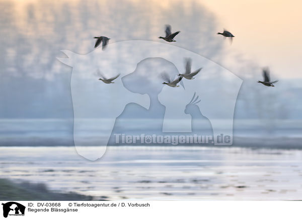 fliegende Blssgnse / flying greater white-fronted geese / DV-03668