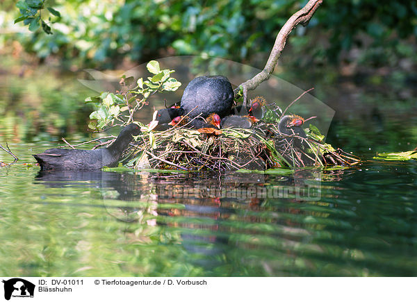 Blsshuhn / Eurasian coot / DV-01011