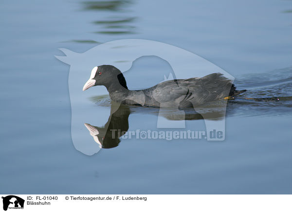 Blsshuhn / eurasian coot / FL-01040