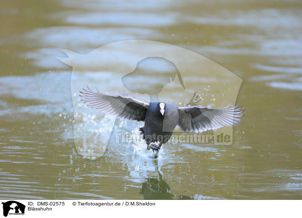 Blsshuhn / black coot / DMS-02575