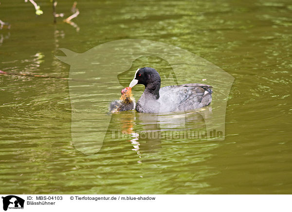 Blsshhner / Eurasian black coots / MBS-04103