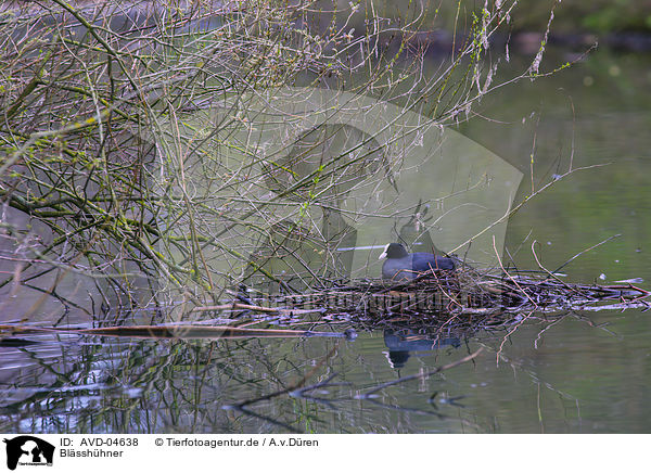 Blsshhner / black coot / AVD-04638