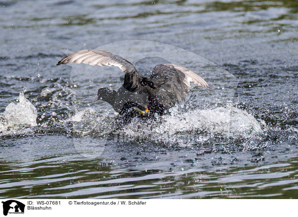 Blsshuhn / Eurasian black coot / WS-07681